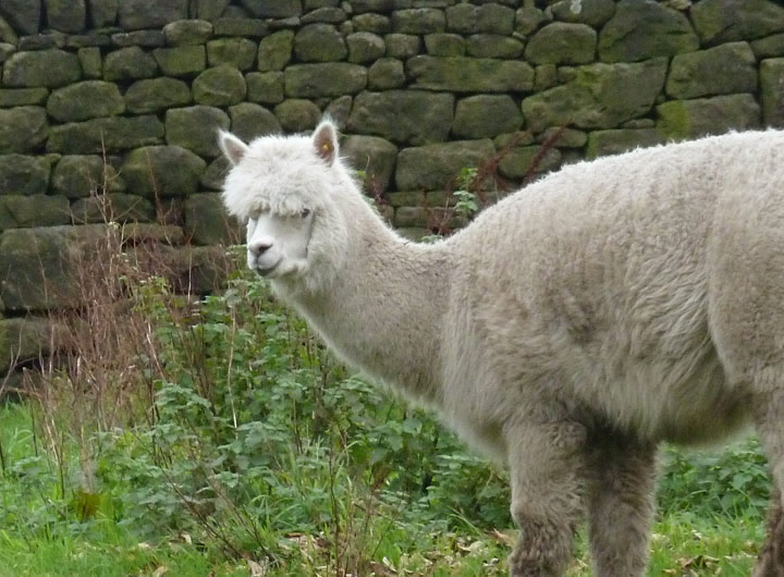 Alpaca